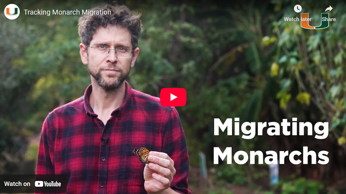 Danaus plexippus video